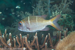 BD-111124-Raja-Ampat-5239-Monotaxis-grandoculis-(Forsskål.-1775)-[Humpnose-big-eye-bream].jpg